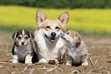 CORGI PEMBROKE 572